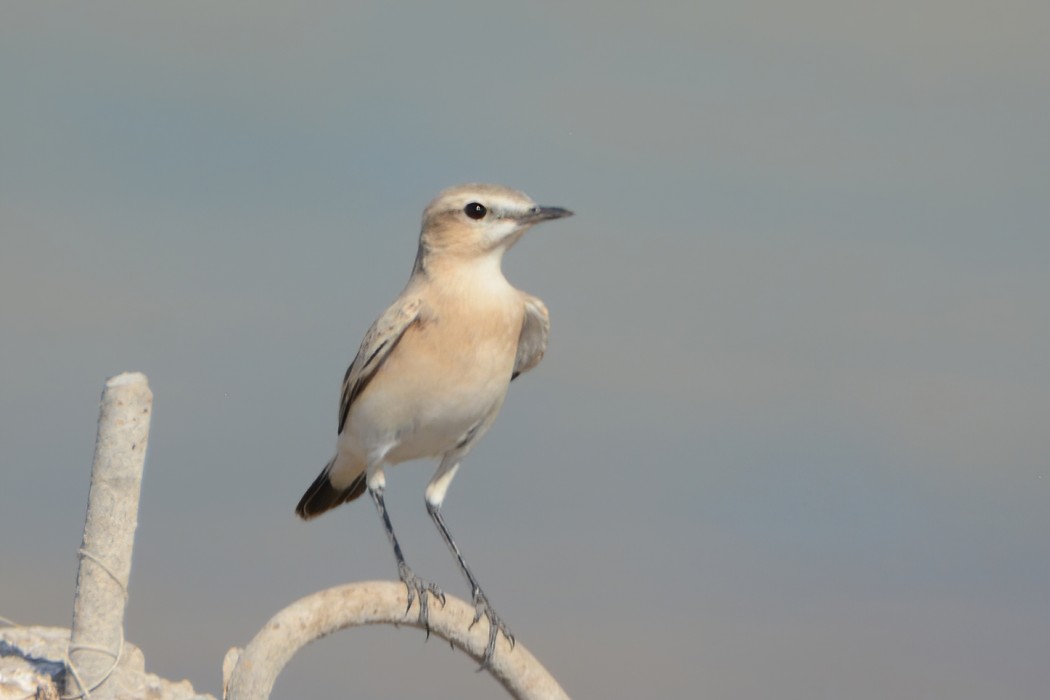 Isabelline Wheatear