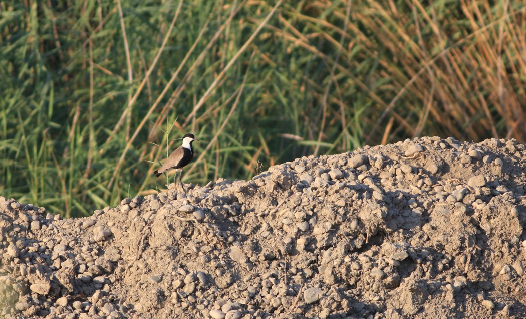 Spur-winged Lapwing