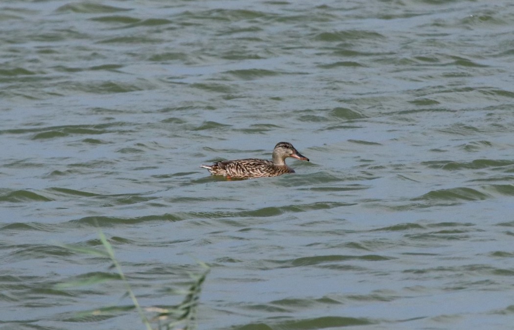 Northern Shoveler