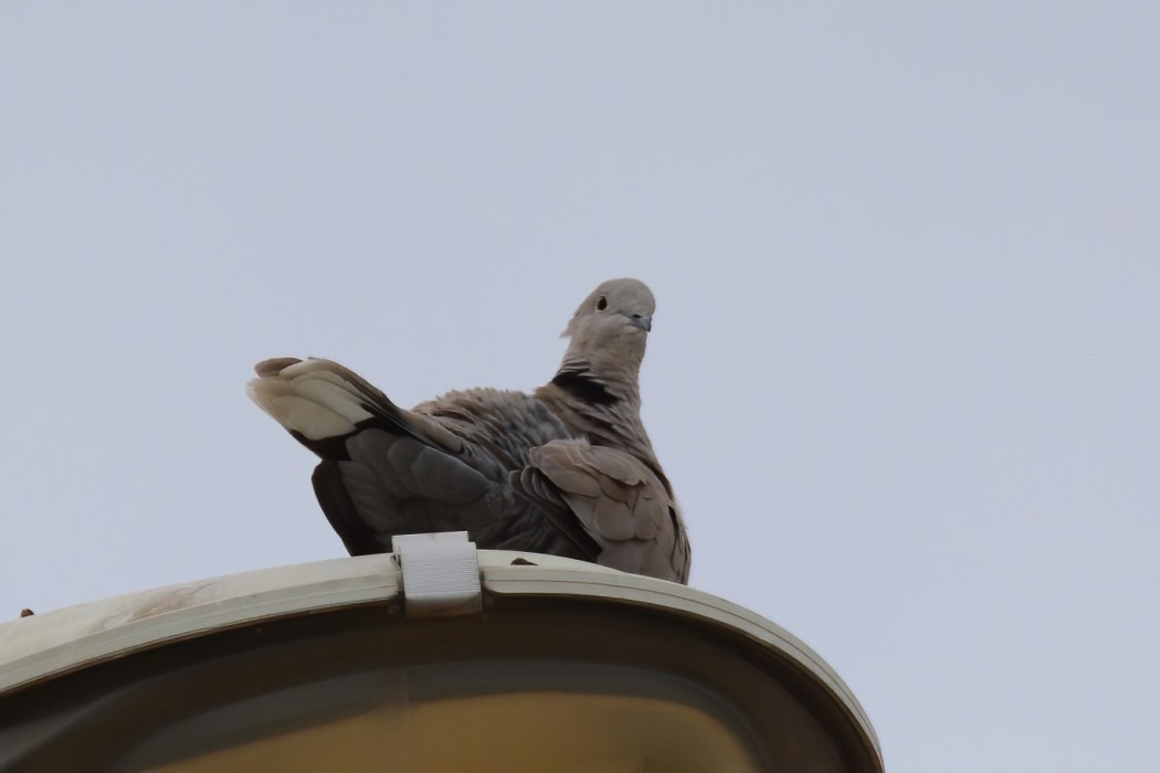 Eurasian Collared Dove