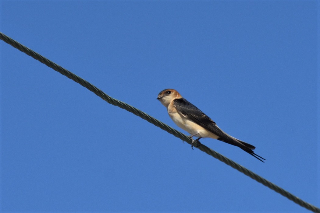 Red-rumped Swallow