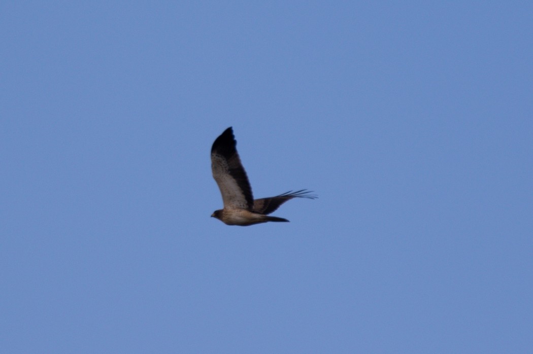 Booted Eagle