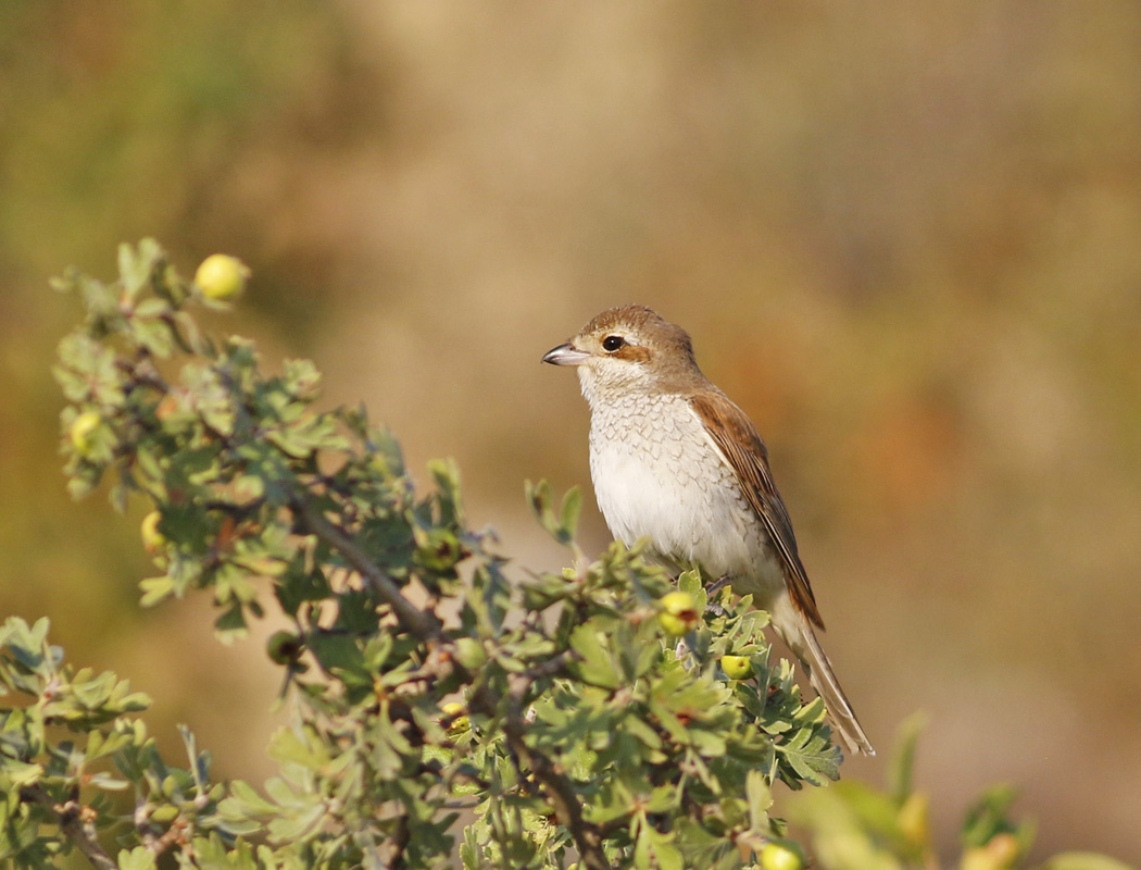 Red-backed Shrike