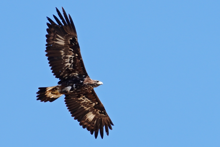 Golden Eagle