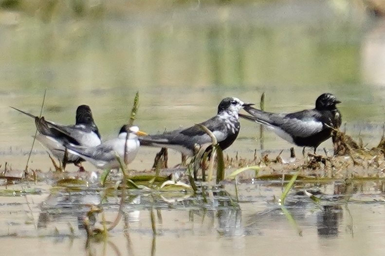 White-winged Tern