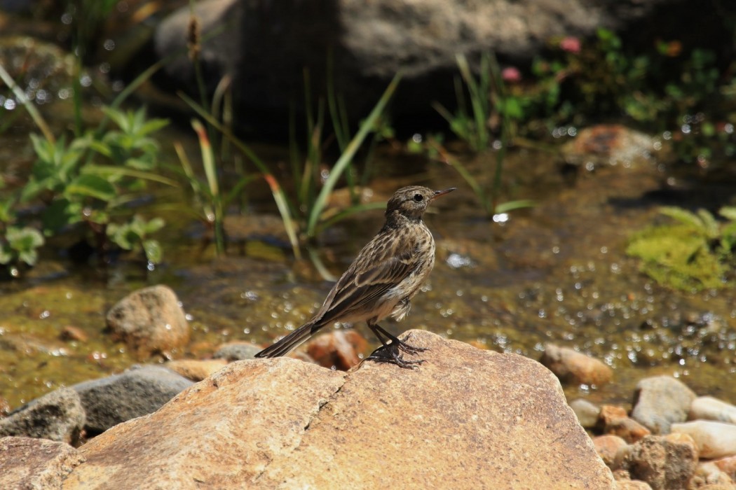 Water Pipit