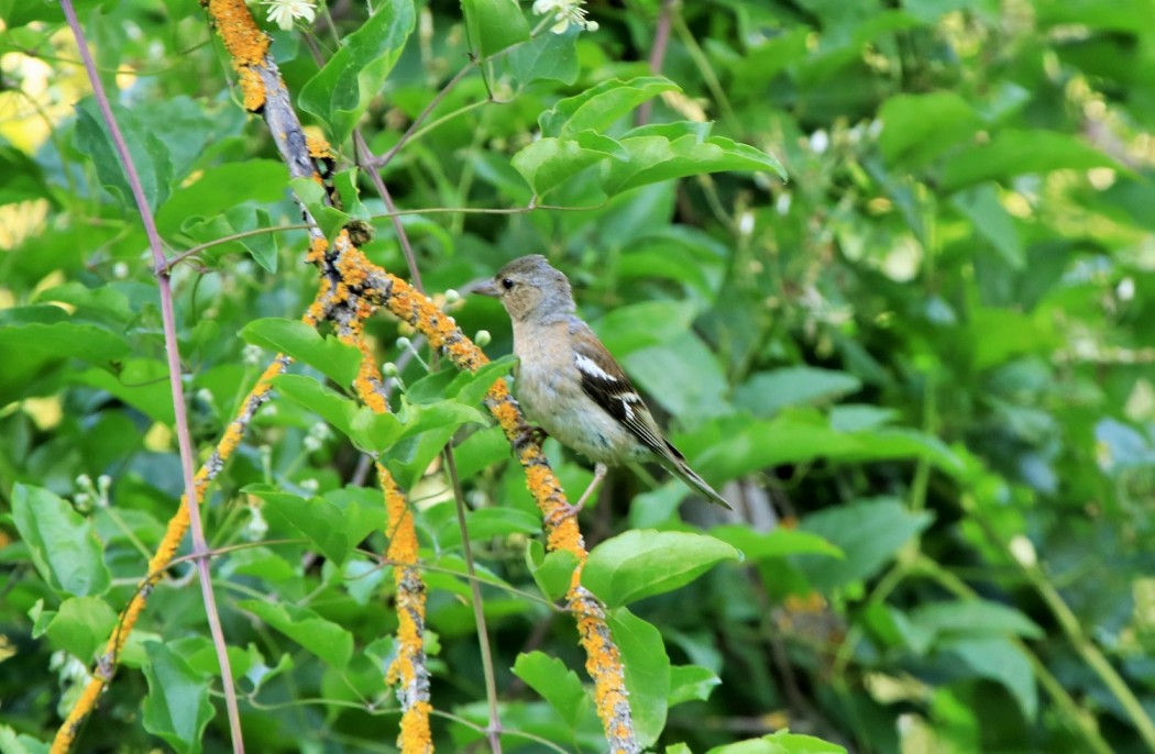 Eurasian Chaffinch