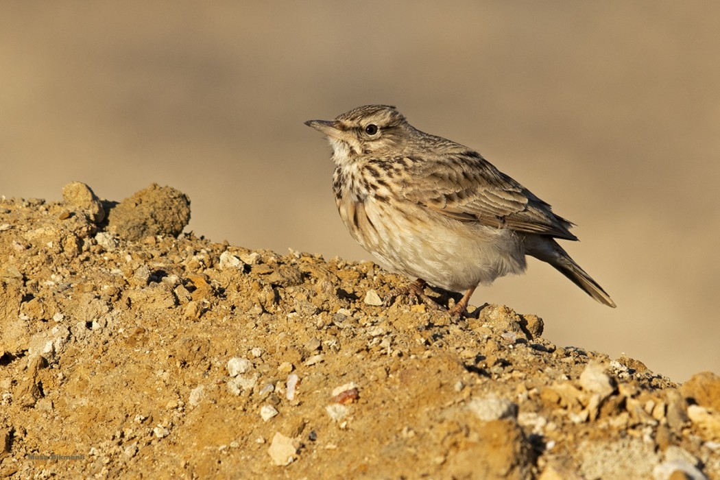 Crested Lark
