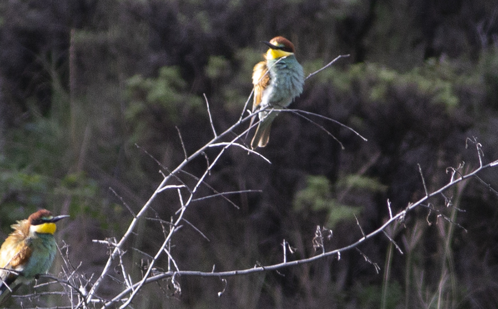 European Bee-eater