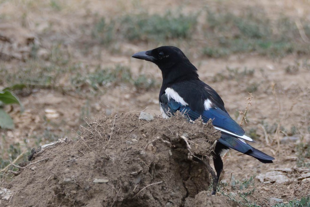 Eurasian Magpie
