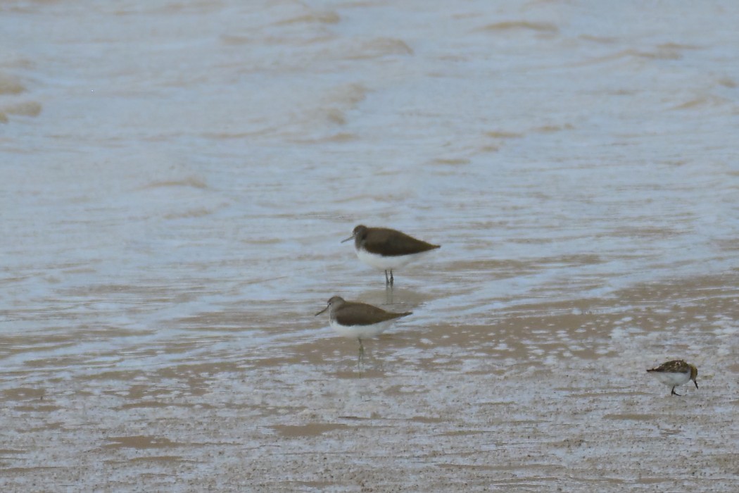 Green Sandpiper