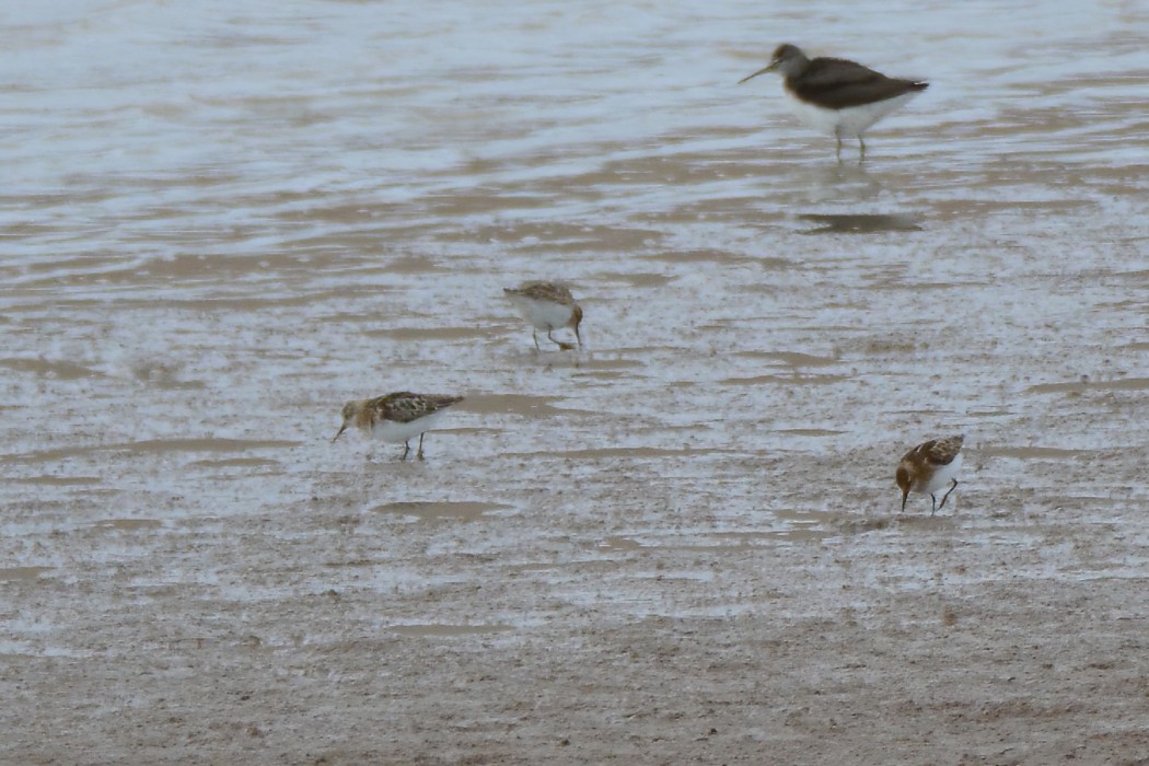 Little Stint