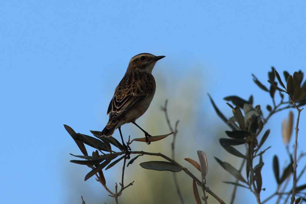 Whinchat