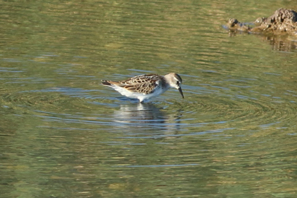 Little Stint