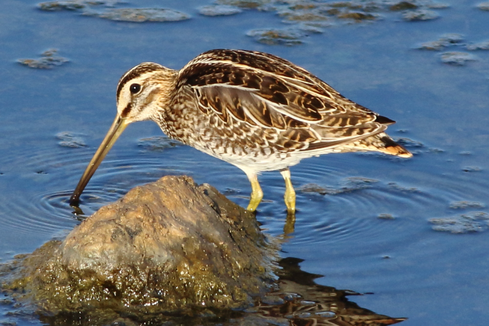 Common Snipe