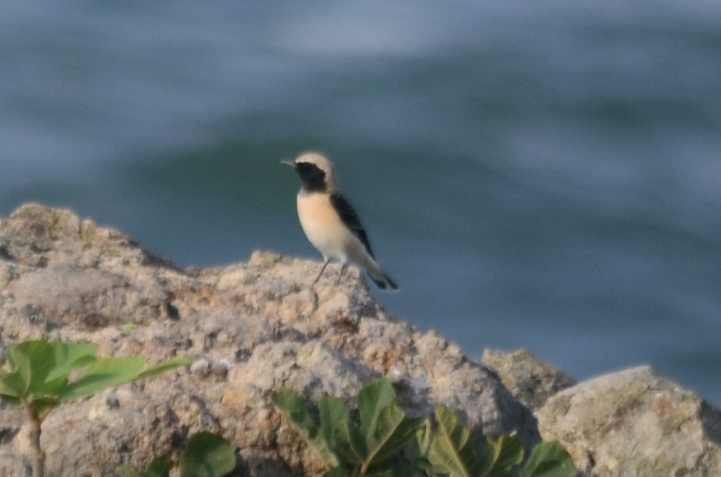 Black-eared Wheatear