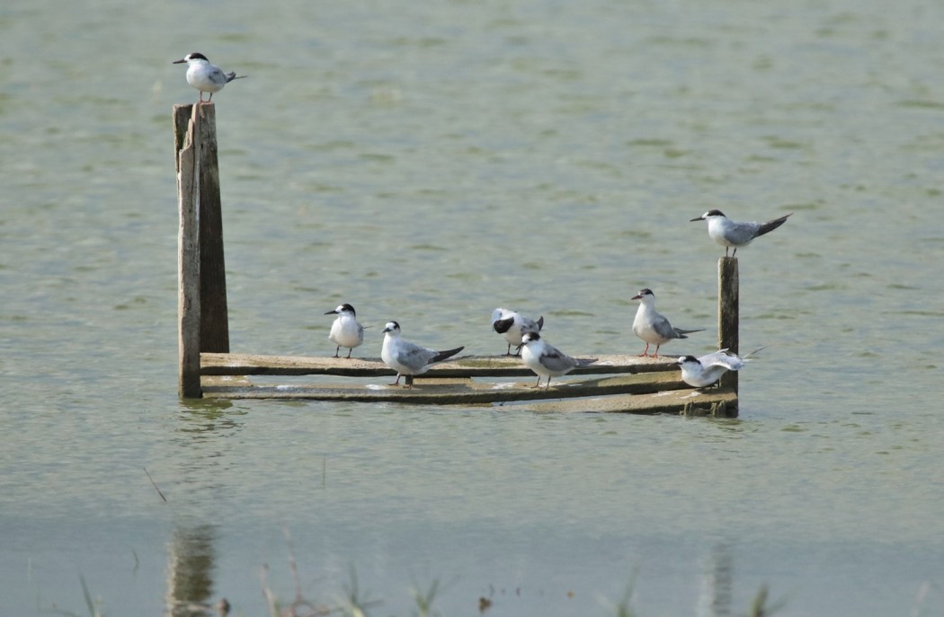 Common Tern