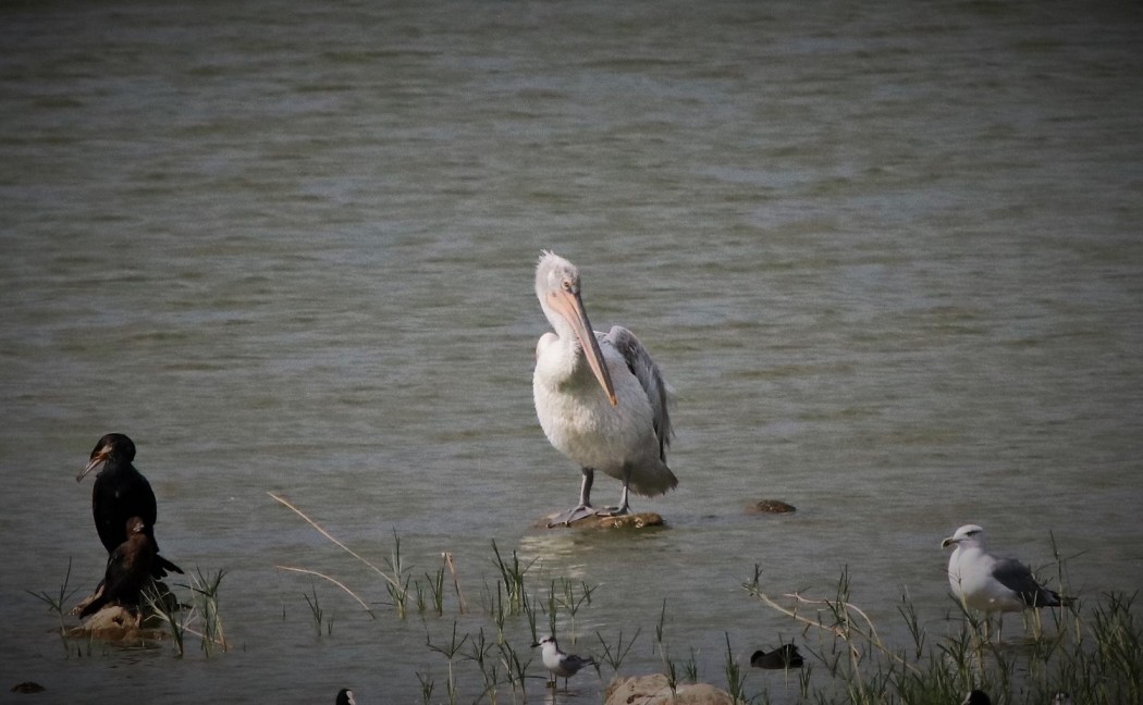 Dalmatian Pelican