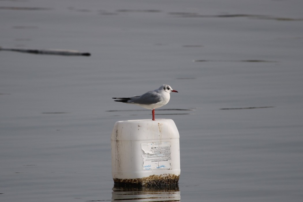 Black-headed Gull