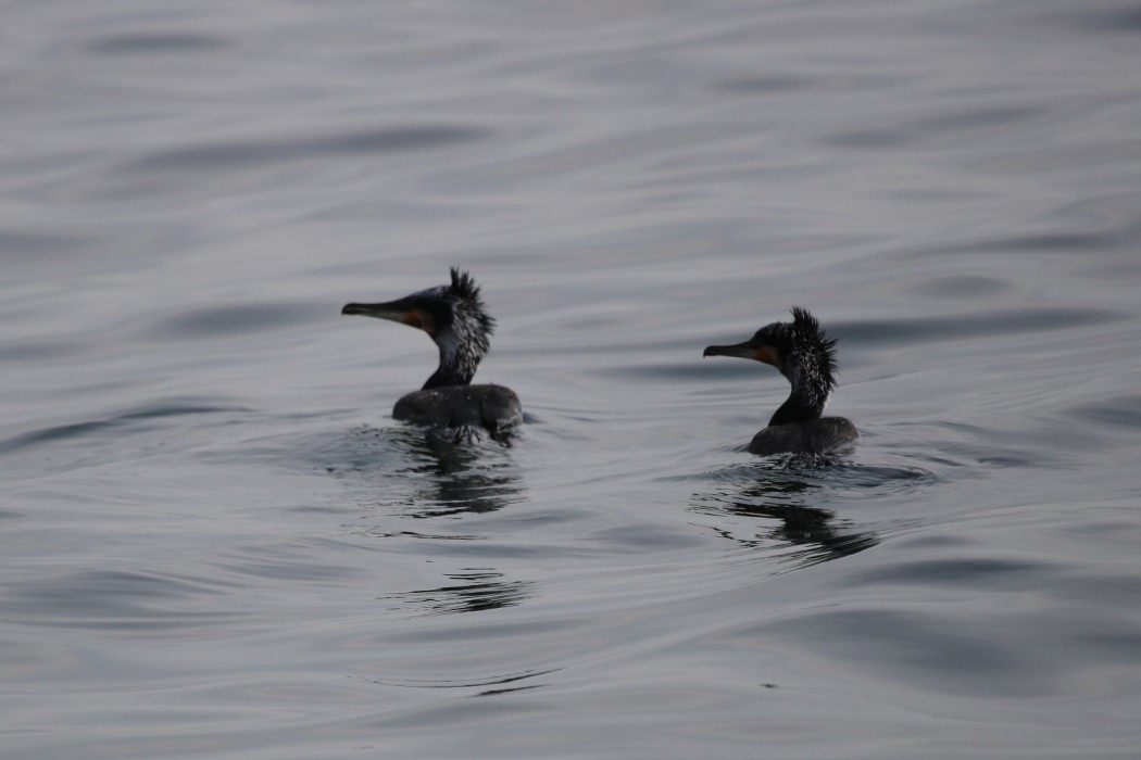 Great Cormorant
