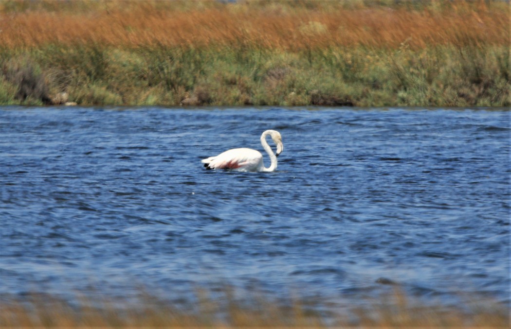 Greater Flamingo