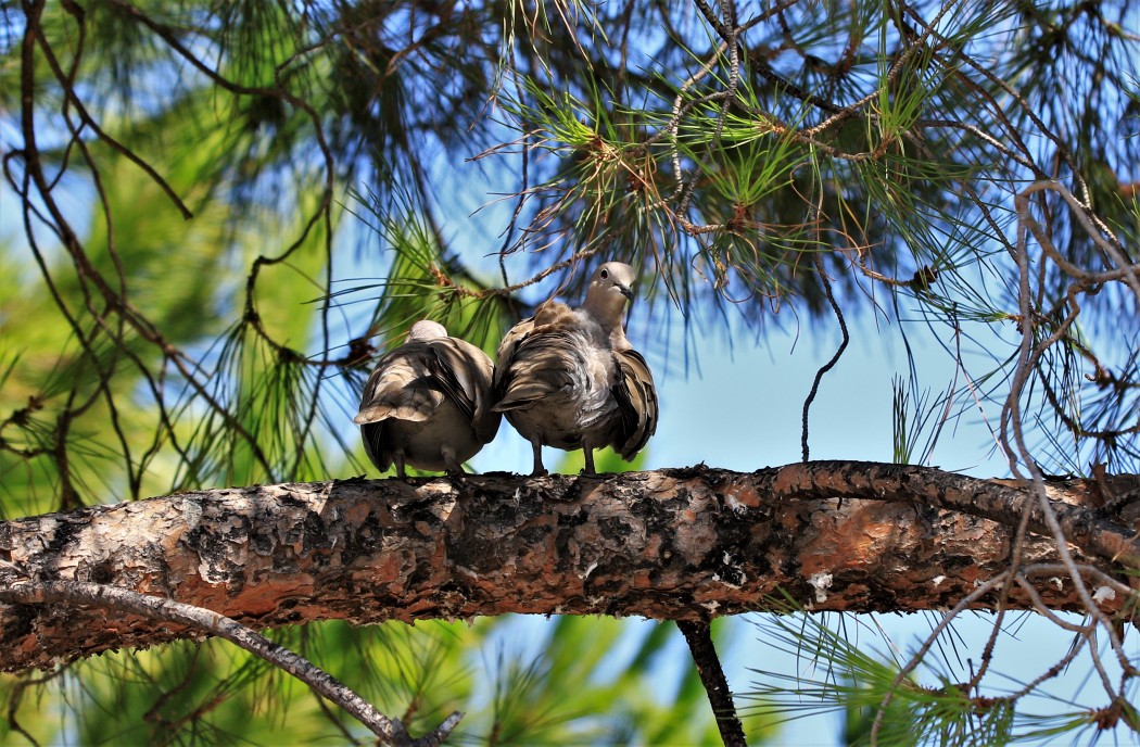 Eurasian Collared Dove