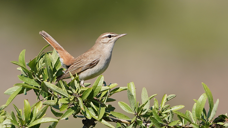 Rufous-tailed Scrub Robin