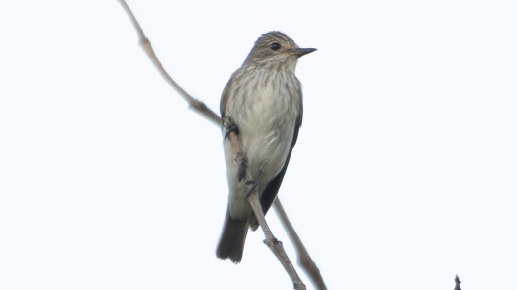 Spotted Flycatcher
