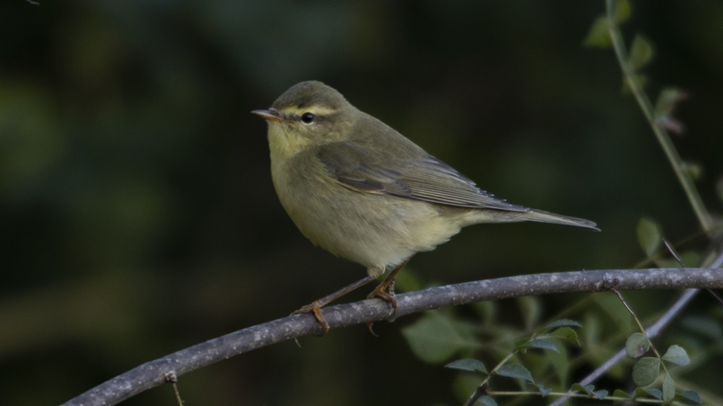 Willow Warbler
