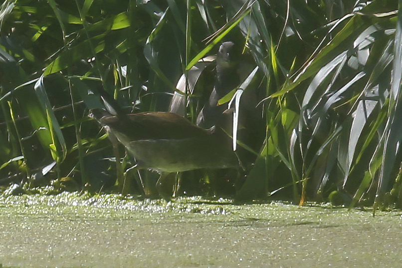 Common Moorhen