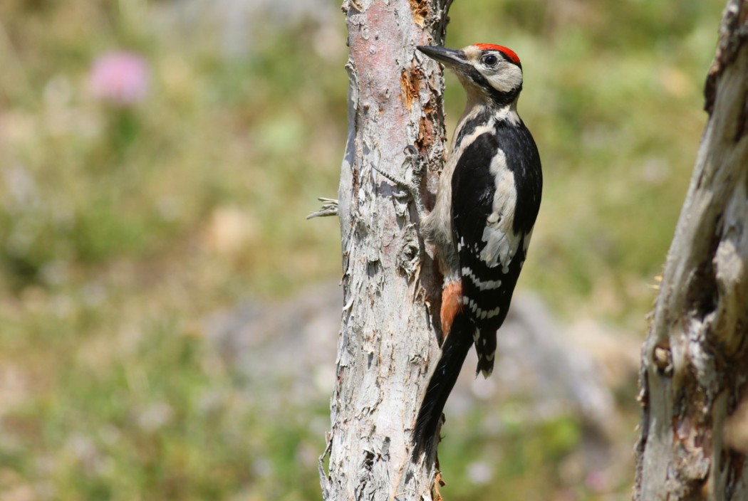 Great Spotted Woodpecker