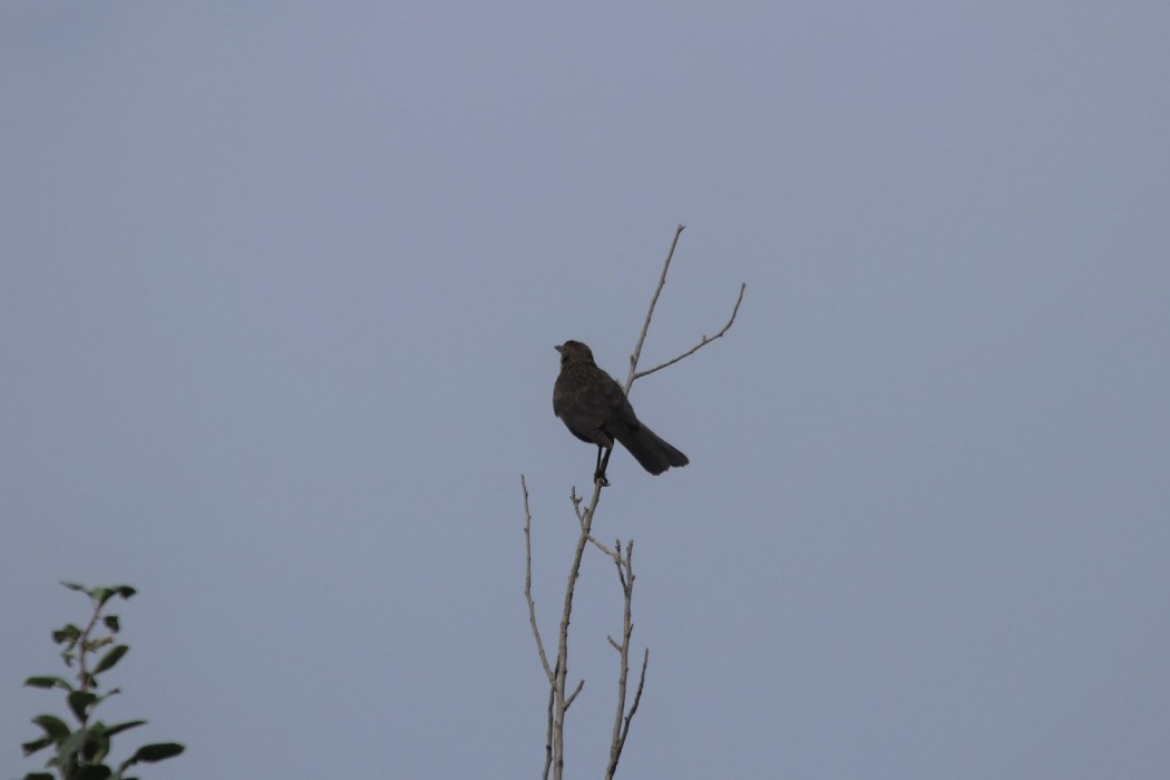 Common Blackbird