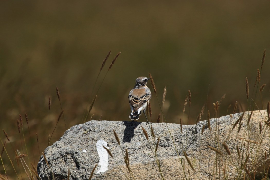 Northern Wheatear