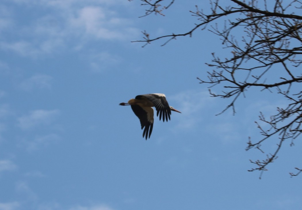 White Stork