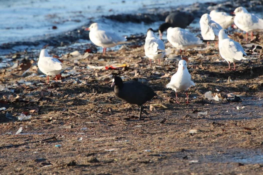Eurasian Coot