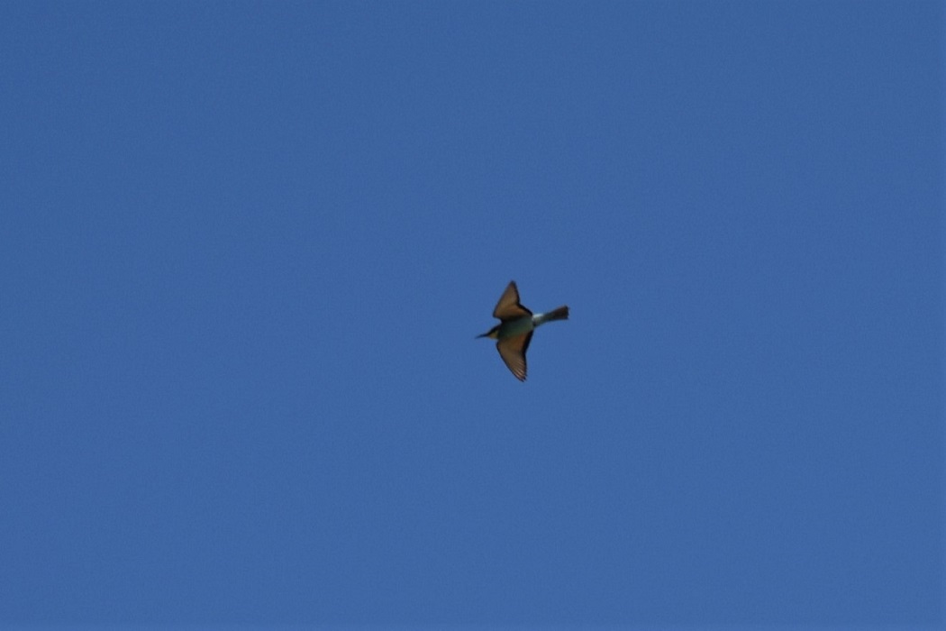 European Bee-eater