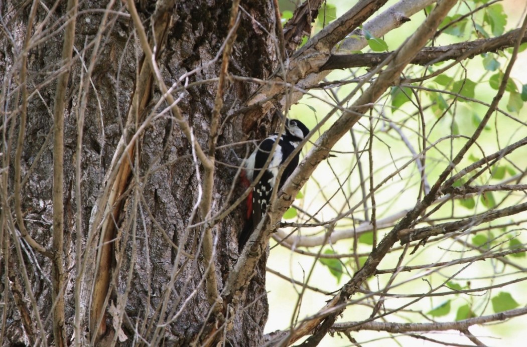Great Spotted Woodpecker
