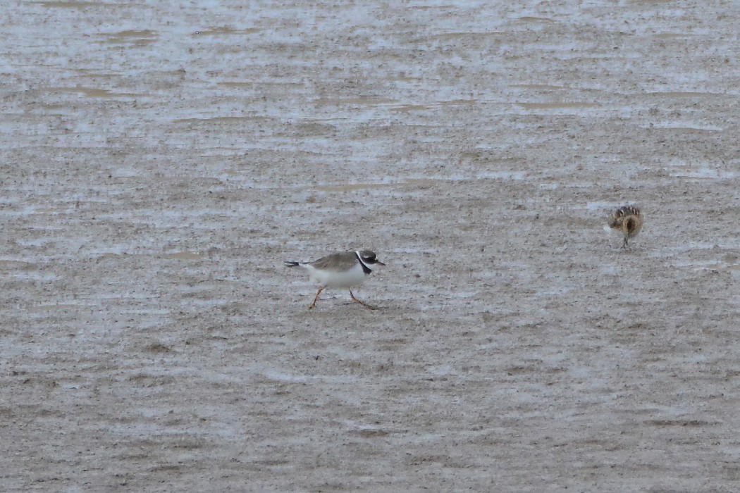 Common Ringed Plover