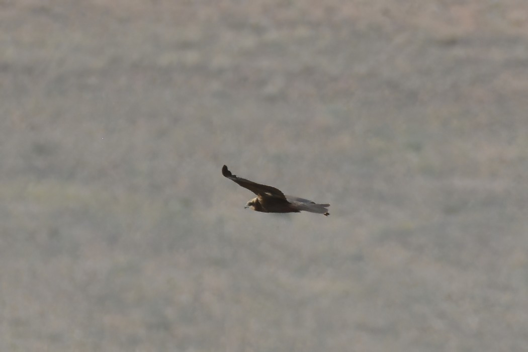 Western Marsh Harrier