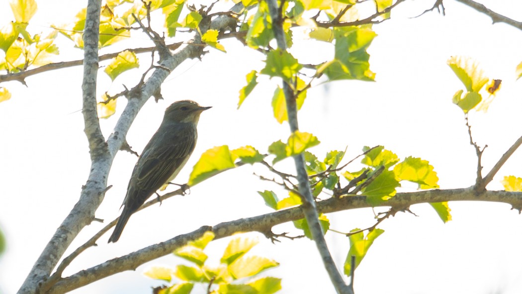 Spotted Flycatcher