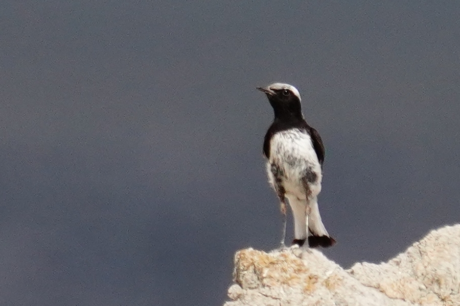 Finsch`s Wheatear