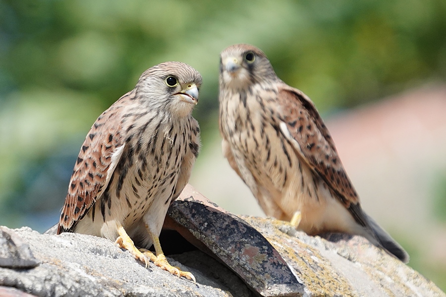 Lesser Kestrel