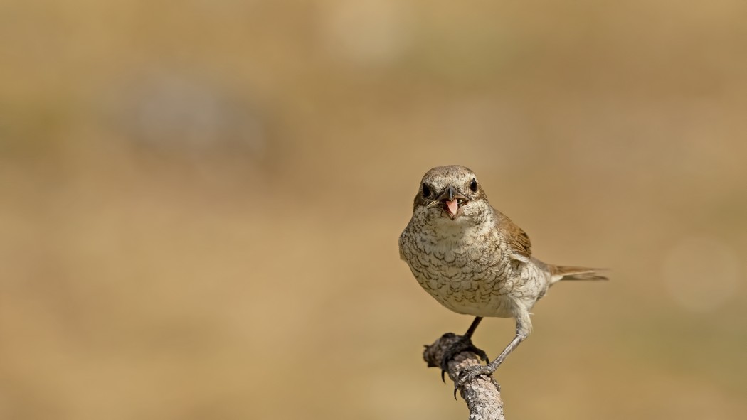 Red-backed Shrike