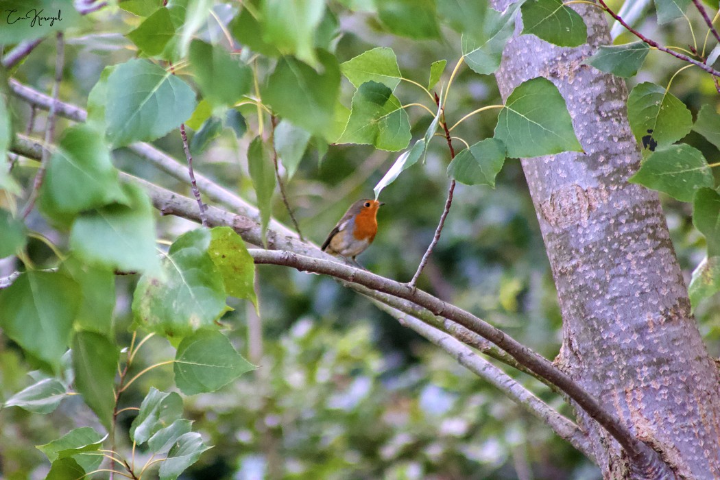 European Robin