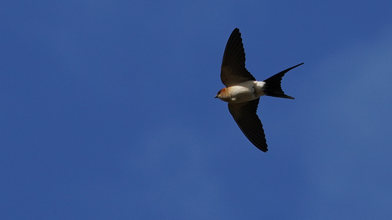 Red-rumped Swallow