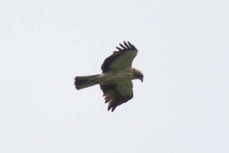 Booted Eagle