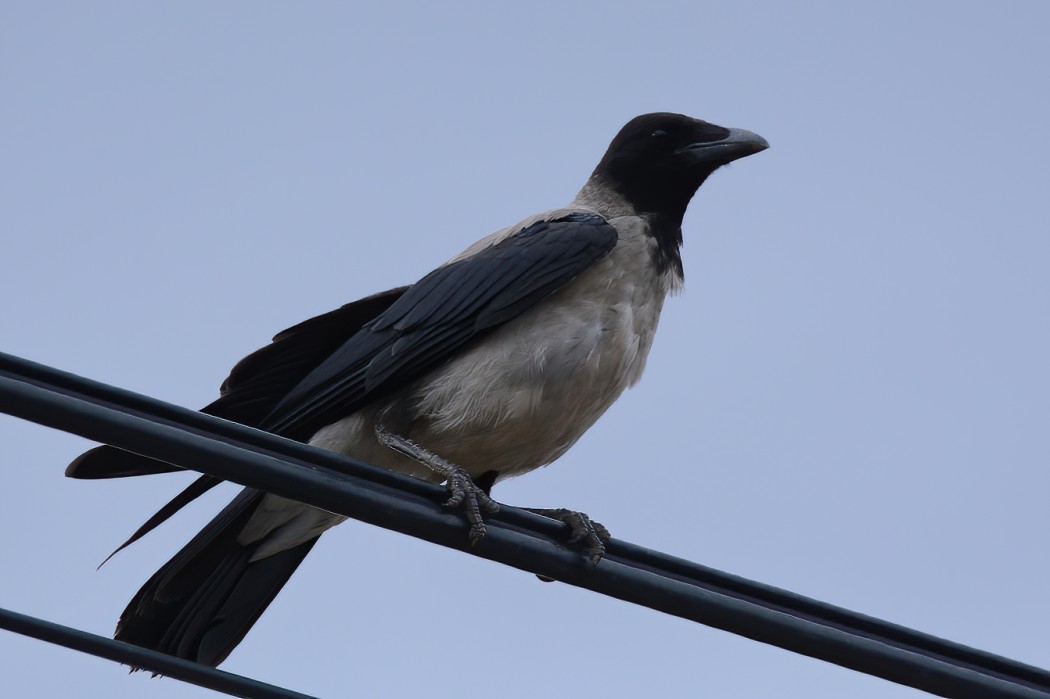 Hooded Crow