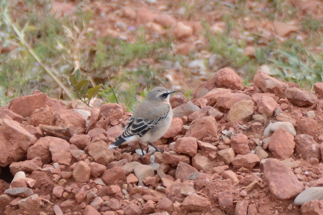 Northern Wheatear