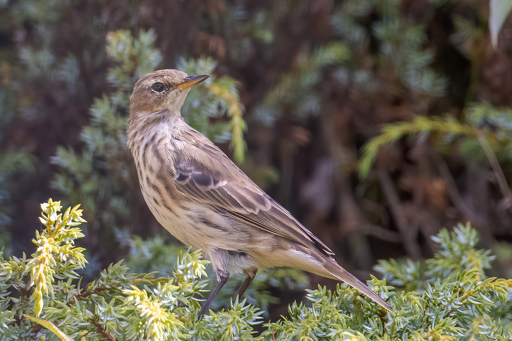 Water Pipit