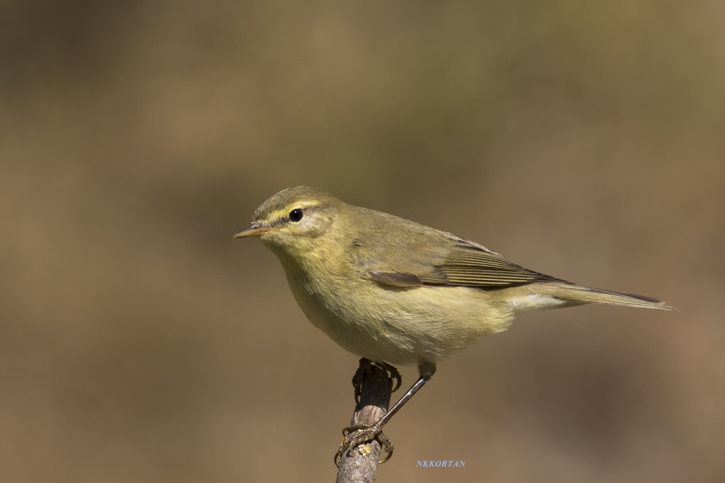 Willow Warbler